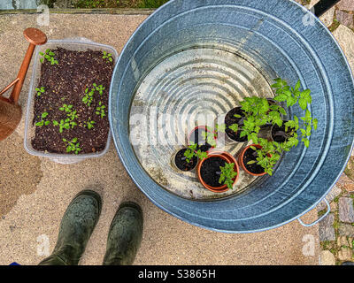 Starting a garden tomato plants seedlings in pots and blue sage salvia seen from above with feet in green Wellingtons type gardening boots. Stock Photo