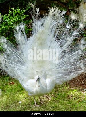 Beautiful white peacock showing its feathers