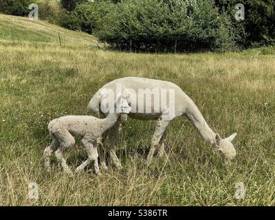 Alpacas in the field, Stuttgart, Germany Stock Photo