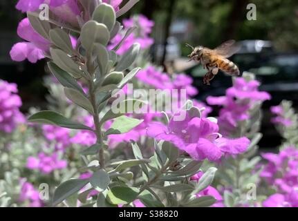 A fuzzy bumblebee approaches the purple blossoms of a barometer bush Stock Photo