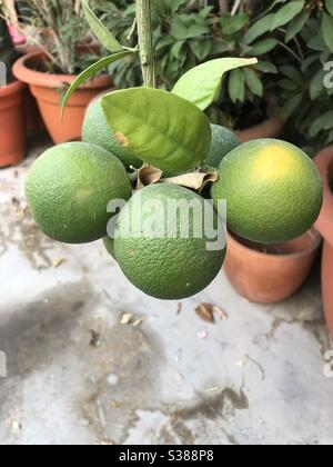 Bunch of oranges growing on a tree Stock Photo