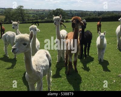 Alpacas in field Stock Photo