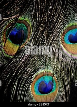 Peacock feathers filling the frame Stock Photo