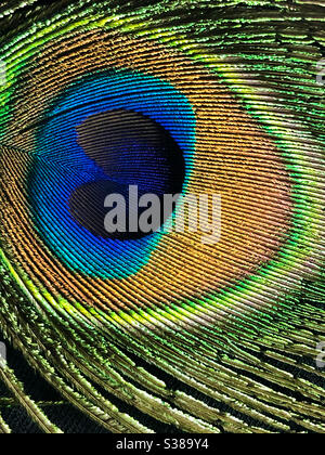 Close up of a single peacock feather Stock Photo
