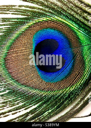 Close up of a single peacock feather on white background Stock Photo