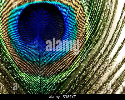 Close up of a single peacock feather on white background Stock Photo