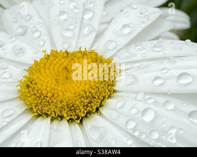 Close up of raindrops on a flower Stock Photo