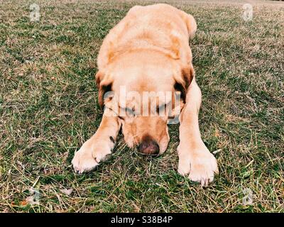 Labrador dog sleeping peacefully on grass Stock Photo