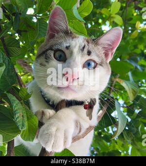 Cat tree mushu Stock Photo