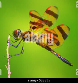 Halloween pennant dragonfly Stock Photo