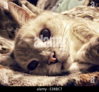 Lynx point Siamese mix lounging on a blanket Stock Photo