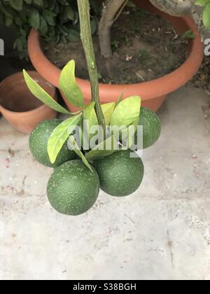 Oranges growing on a tree Stock Photo