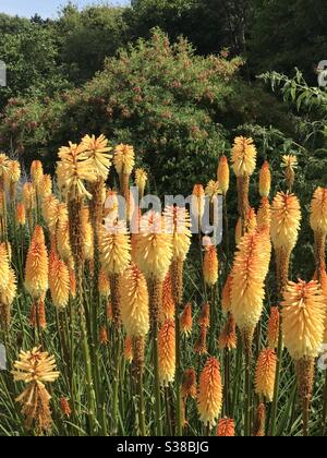 Kniphofia also called tritoma, red hot poker, torch lily, knofflers or poker plant at Sir Harold Hillier Gardens Romsey Stock Photo