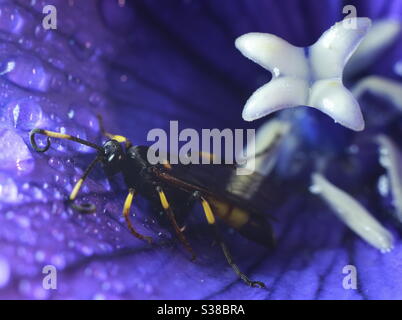 Macro photography - Beetle Wasp Stock Photo