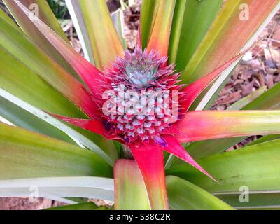 pineapple fruit which is still small in Bogor, West Java, Indonesia, July 24, 2020 Stock Photo