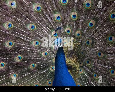 Male peacock tail feather display Stock Photo