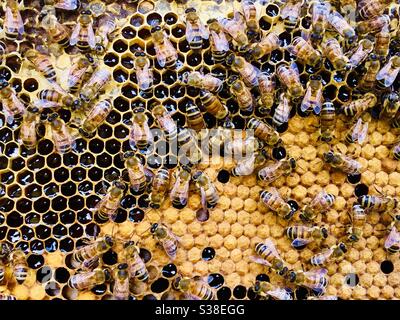 Brood of bees on frame Stock Photo