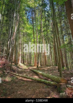 Sunlight coming through the forest at Keilkopf mountain near Lenggries in Bavarian Alps. Stock Photo