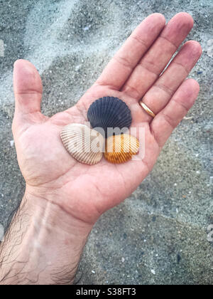 Collecting shells on the beach Stock Photo