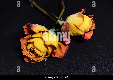 Two dried orange roses on black background Stock Photo