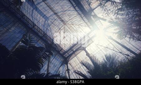 A photograph of the inside of the roof of an old Victorian style glasshouse in Edinburgh’s National Botanical Gardens. Tropical palm trees and flora. Stock Photo