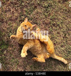 Ginger tomcat scratching an itch. Stock Photo