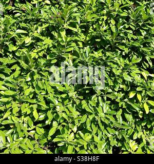 Tall dense evergreen hedge. Stock Photo