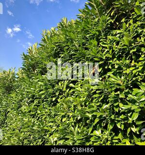 Tall evergreen border hedging. Stock Photo