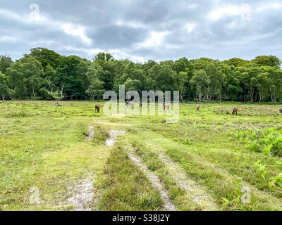 The New Forest in Hampshire, UK. Typical scene showing the New Forest ponies who, although owned, roam freely in the forest Stock Photo