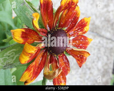 Sneezeweed after a rain shower Stock Photo