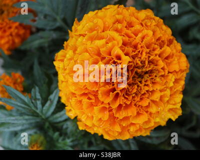 Single African Marigold Bloom Stock Photo