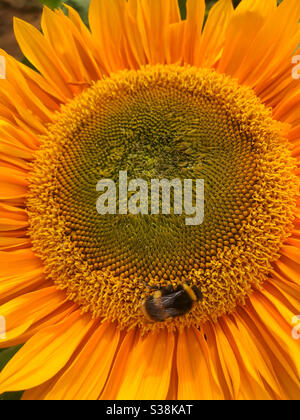 A bumblebee on a Sunflower head Stock Photo