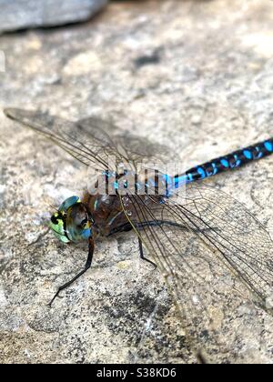 Blue dragonfly sitting on rock Stock Photo