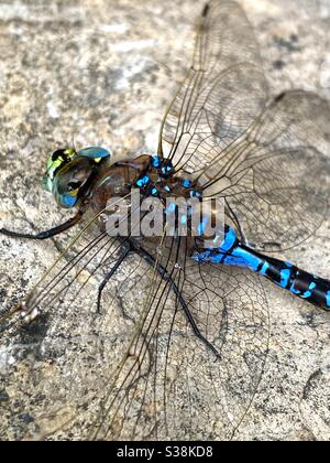 Dragonfly perched on a rock Stock Photo