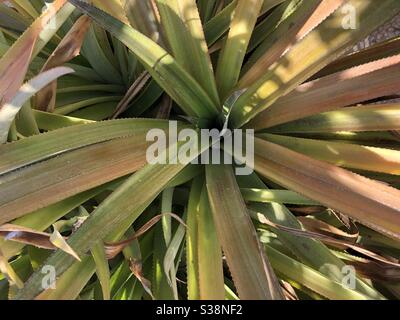 Pineapple tree Stock Photo