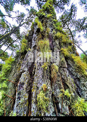 Lichens growing on the trunk of a Monterey pine tree Stock Photo