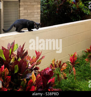 A black cat walking cautiously on the top of a garden wall Stock Photo