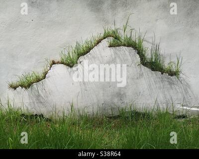 Wild grass growing out of a crack in the wall Stock Photo