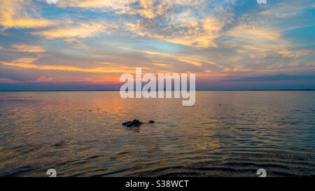 American Alligator surfaces in Mobile Bay at sunset Stock Photo