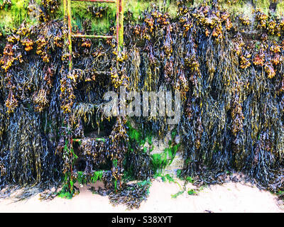 Seaweed covered ladder leading up from a harbour. Stock Photo