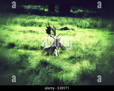 Deer Stock Photo