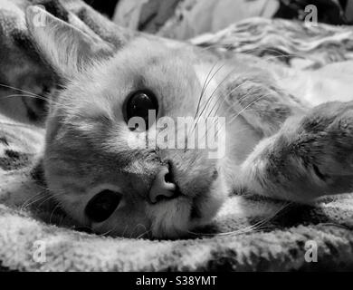 Lynx point Siamese mix lounging on a blanket Stock Photo