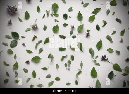 Wild marjoram leaves and buds laid out to dry Stock Photo
