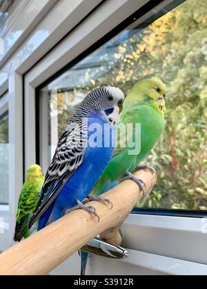 Blue and green budgies, sat on a wooden perch together, inside a conservatory. Stock Photo