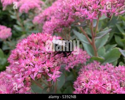 Bumble bee collecting nectar Stock Photo