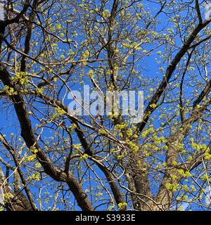 Budding branches of a tree in springtime Stock Photo