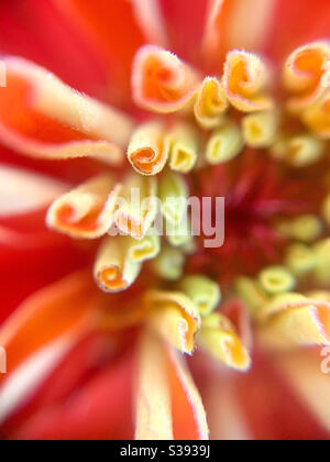 Up close details of a zinnia flower Stock Photo