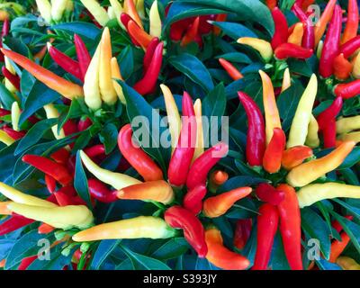 Colorful Chilly Chili ornamental peppers (Capsicum annuum) in all their vibrant beauty. Stock Photo