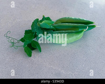 A trio of Green snap peas in pods in a stone bench top with their little leaves and tiny curly vines attached Stock Photo