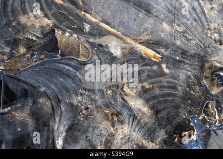 Ice patterns on ground on frozen puddle with leaves and debris on ground Stock Photo